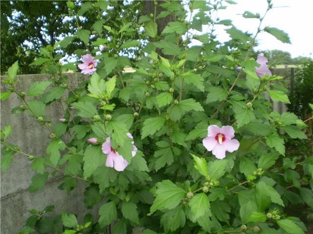 hibiskus